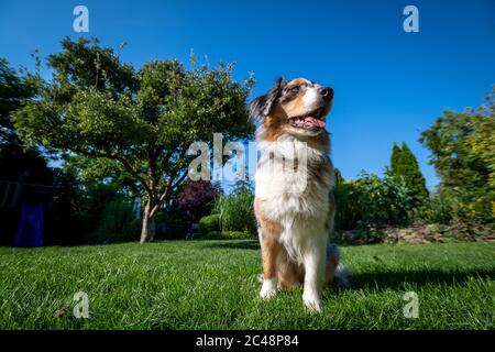 an australian shepherd wide angle shot sitting on the green gras and blue sky Stock Photo