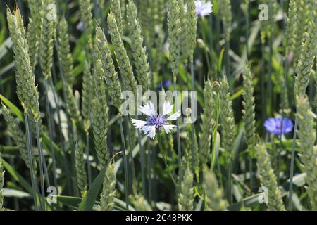 Cornflower field at austrian countryside Stock Photo