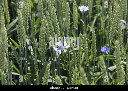 Cornflower field at austrian countryside Stock Photo