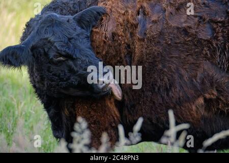 Close-up of a black Highland cow. The cow licks her side, in very tall grass. Cattle come in different colors and this is an example of a black coated