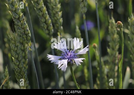 Cornflower field at austrian countryside Stock Photo