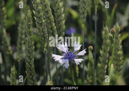 Cornflower field at austrian countryside Stock Photo