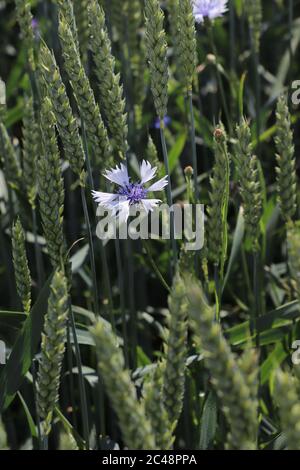 Cornflower field at austrian countryside Stock Photo