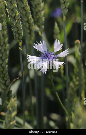 Cornflower field at austrian countryside Stock Photo