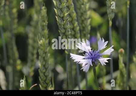 Cornflower field at austrian countryside Stock Photo