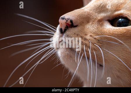 Ginger red oriental cat with long cat's mustache closeup Stock Photo