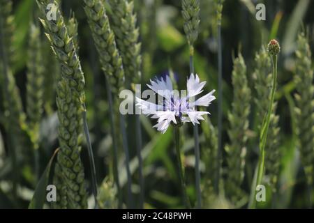 Cornflower field at austrian countryside Stock Photo