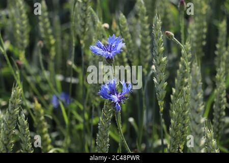 Cornflower field at austrian countryside Stock Photo