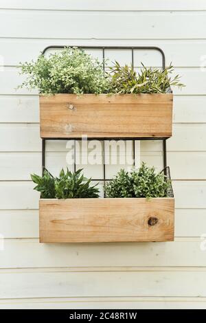 Decorative wooden boxes with flowers on a white wall close-up. Stock Photo
