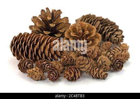 Different cones of conifers against white background Stock Photo
