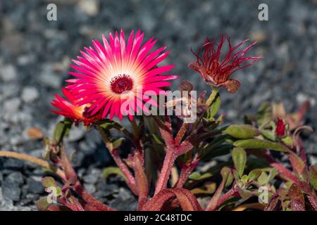 Brightly colored flower of Cleretum bellidiforme, commonly called Livingstone daisy