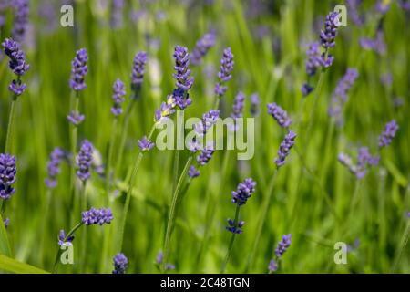Purple flowers of Lavandula angustifolia, plant commonly known as lavender, true lavender, English lavender, garden lavender or narrow-leaved lavender Stock Photo