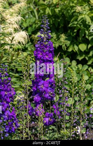 Flowering stem and deep blue flowers of Delphinium 'Magic Fountain Dark Blue* Stock Photo