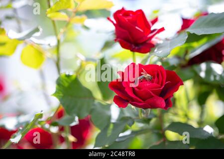 Beautiful bush of red roses in a spring garden. Macro of honey bee on flower Stock Photo