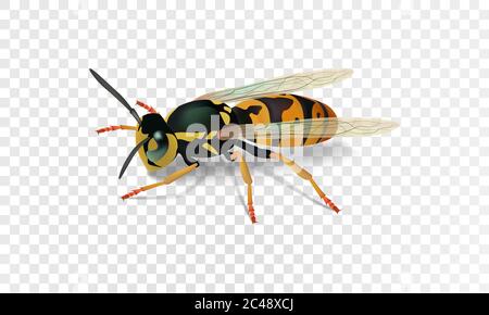 Realistic wasp. Vector illustration eps10 Stock Vector