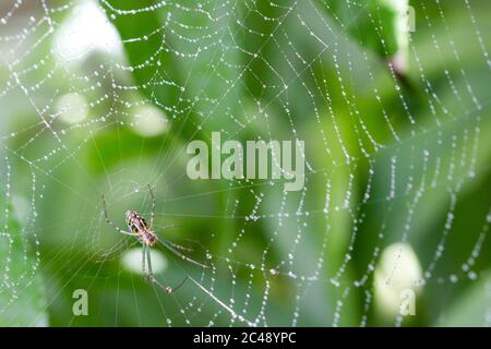 Humped silver spider (Leucauge dromedaria) on web with dew drops in the early morning. Bogangar, NSW, Australia. Stock Photo