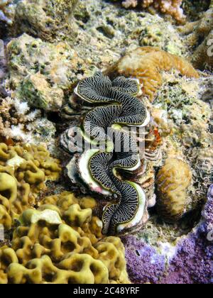 Fluted giant clam (Tridacna squamosa) set amongst coral on the Great Barrier Reef, Queensland, Australia. Stock Photo