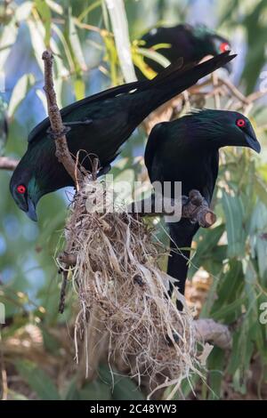 Pair of metallic starlings (Aplonis metallica) building a nest. Cairns, Queensland, Australia Stock Photo