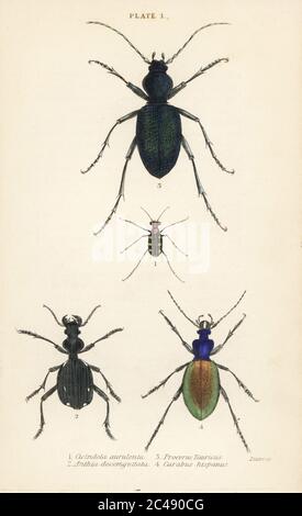 Blue-spotted or golden-spotted tiger beetle, Cicindela aurulenta 1, saber-toothed ground beetle, Anthia decemguttata 2, huge violet ground beetle, Carabus scabrosus tauricus 3, and ground beete, Carabus hispanus 4.  Handcoloured steel engraving by William Lizars from James Duncan’s Natural History of Beetles, in Sir William Jardine’s Naturalist’s Library, W.H, Lizars, Edinburgh, 1835. James Duncan was a Scottish zoologist and entomologist 1804-1861. Stock Photo