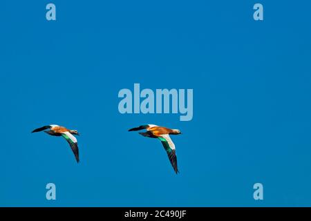 Couple of ruddy shelducks (Tadorna ferruginea) in flight against clear blue sky. Stock Photo