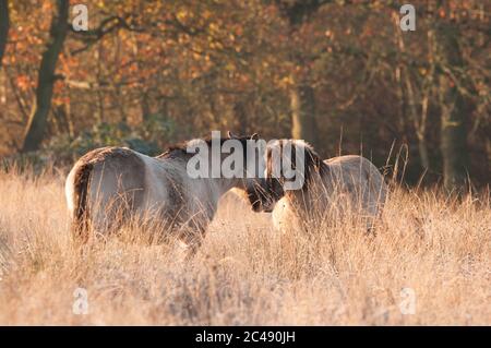 Konik ponies, Redgrave and Lopham Fen, December, Suffolk Stock Photo