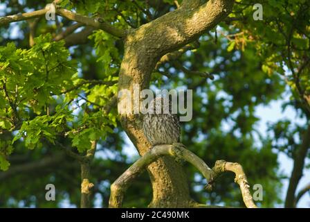 Little owl, Athene noctua, in oak tree, Norfolk, May.