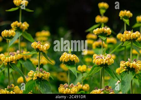 Yellow wildflower of the jerusalem or turkish sage, Phlomis russeliana or Russel Brandkraut Stock Photo