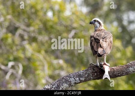 Eastern osprey (Pandion haliaetus) perched on a branch with a fish in its talons. Hastings Point, NSW, Australia Stock Photo