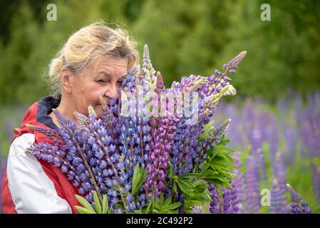 An older woman stands with a huge bouquet of bright lupins. Stock Photo