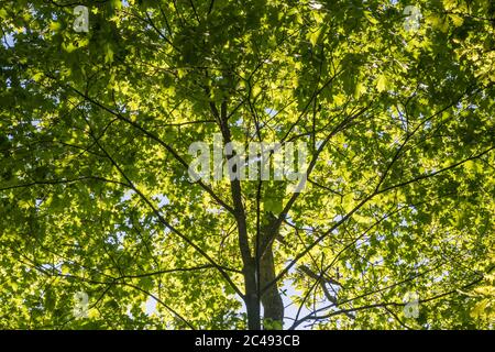 Backlit lush deciduous tree top foliage Stock Photo