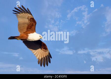 Brahminy kite (Haliastur indus) in flight Stock Photo