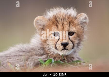 A close up of a small cheetah cub with a cute face looking into the camera with a smooth background in Kruger Park South Africa Stock Photo