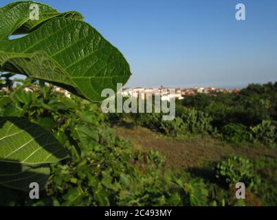 SICILY, BELPASSO, ITALY - Jul 02, 2011: Photo with focus on a fig tree leaf, with the village of Belpasso in Sicily in the background. Italian rural l Stock Photo
