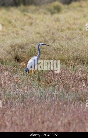 White-faced heron (Egretta novaehollandiae) standing in salt marsh. Pottsville, NSW, Australia Stock Photo