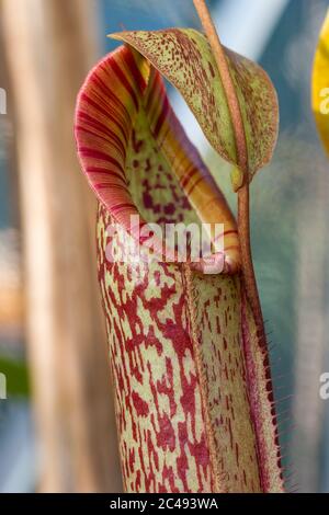 Opening nepenthes 'gentle' (fusca x maxima) pitcher Stock Photo