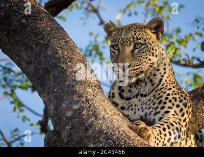 A close up portrait of face of a beautiful leopard sitting in a tree in the warm afternoon light in Kruger Park South Africa Stock Photo