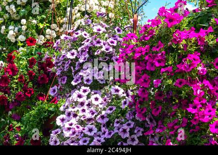 Petunia hanging basket Petunias Stock Photo