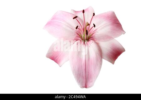 A beautiful lily flower (lilium genus) of light pink isolated on white background. Stock Photo