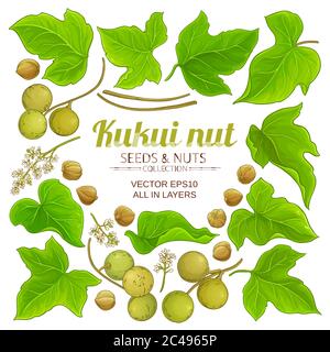 kukui elements set Stock Vector