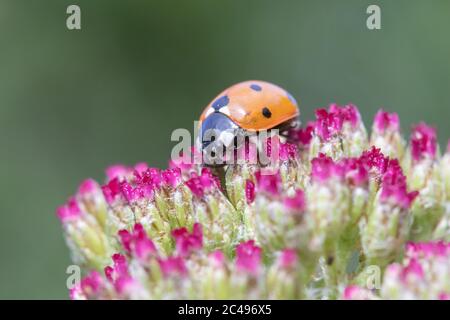 Close-up image of a Coccinella 7-punctata (Seven-spot ladybird) on Achillea cassis