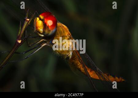 A yellow dragonfly resting on the plant branches in a close-up picture Stock Photo