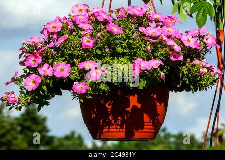Petunia hanging pot Pink petunias flowers in hanging basket garden plants Petunia pot flowerpot Stock Photo