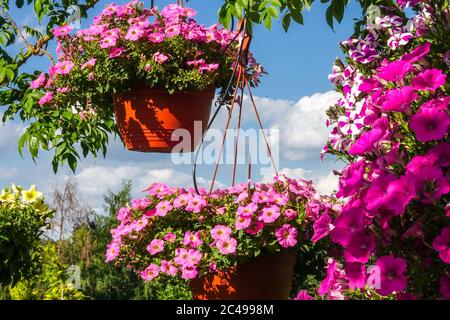 Hanging plants in basket, growing in summer garden Hanging baskets baskets Stock Photo