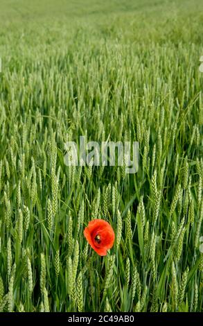 Poppy in field of wheat,  Puy de Dome, Auvergne-Rhone-Alpes, France Stock Photo