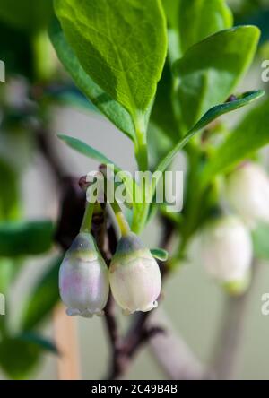 Bog bilberry (Vaccinium uliginosum) Stock Photo