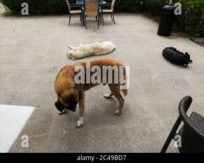 stray dogs lying on the floor Stock Photo