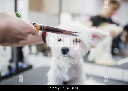 Grooming a store maltese