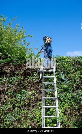 A Tree Surgeon or Arborist standing on a ladder with long reach trimmers Stock Photo