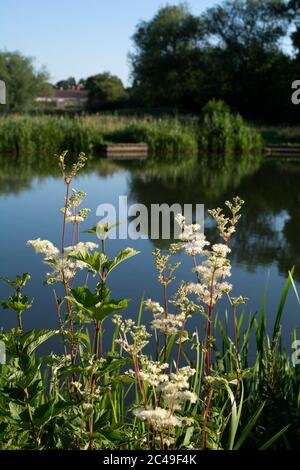 Meadowsweet ( Filipendula ulmaria) growing at Kingfisher Pool in summer, Warwick, Warwickshire, England, UK Stock Photo