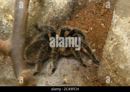 Spider Curlyhair Tarantula, Brachypelma Albopilosum, sitting in the aviary of a zoo Stock Photo